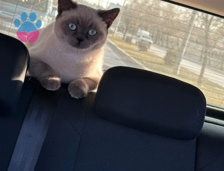 Bluepoint erkeğe dişi arıyorum