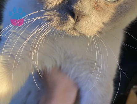 Bluepoint erkeğe dişi arıyorum