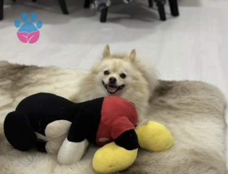 3 Yaşında Safkan Pomeranian Erkek (Ramiz) - Dişi Eş Arıyoruz