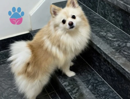 3 Yaşında Safkan Pomeranian Erkek (Ramiz) - Dişi Eş Arıyoruz