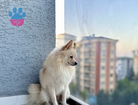 3 Yaşında Safkan Pomeranian Erkek (Ramiz) - Dişi Eş Arıyoruz