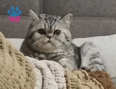 Şimoya eş arıyoruz