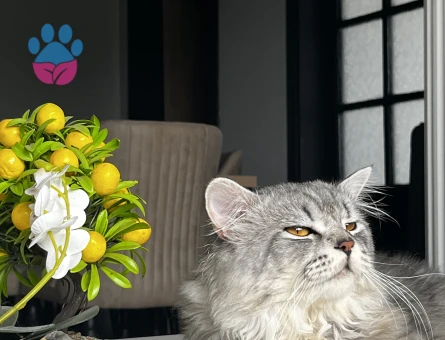 Sağlıklı ve Bakımlı Erkek Kedi Mino – Çiftleşmeye Hazır