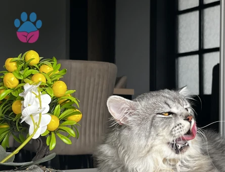 Sağlıklı ve Bakımlı Erkek Kedi Mino – Çiftleşmeye Hazır