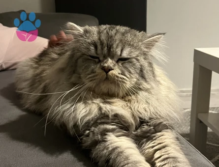 Sağlıklı ve Bakımlı Erkek Kedi Mino – Çiftleşmeye Hazır