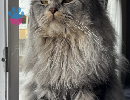 Sağlıklı ve Bakımlı Erkek Kedi Mino – Çiftleşmeye Hazır