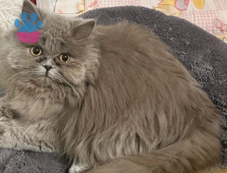 British Longhair 12 aylık Kedim