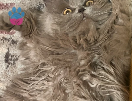 British Longhair 12 aylık Kedim