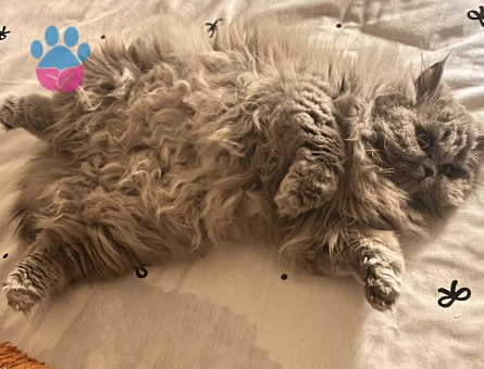 British Longhair 12 aylık Kedim