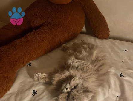 British Longhair 12 aylık Kedim