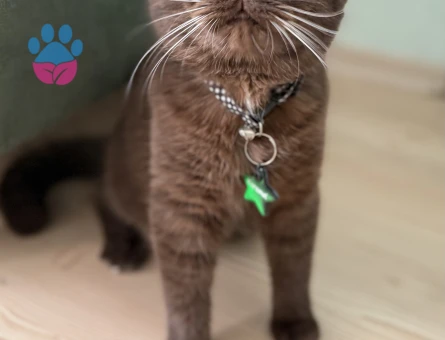 British Shorthair Çikolata Kedim Eş Arıyor
