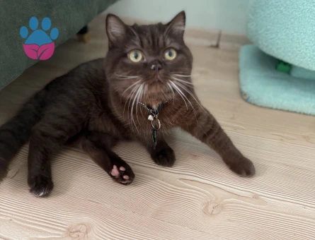 British Shorthair Çikolata Kedim Eş Arıyor