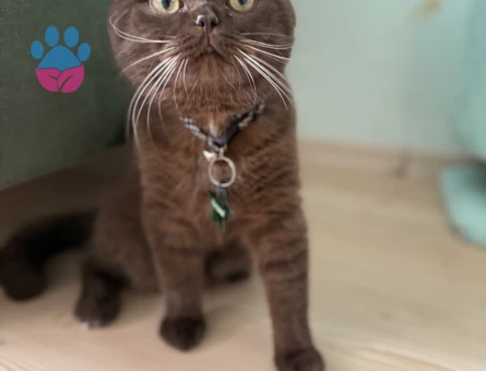 British Shorthair Çikolata Kedim Eş Arıyor