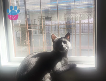 British Shorthair Kedim Kızgınlıkta