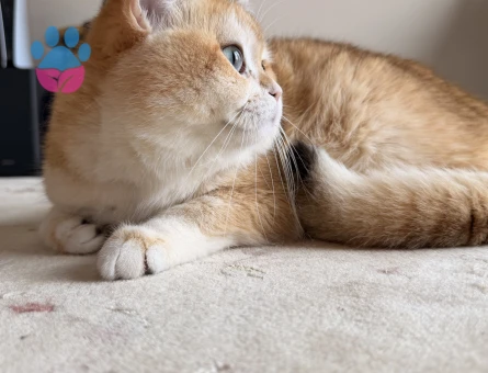 Oğlumuz British golden shorthair  ny12 Eş Arıyor