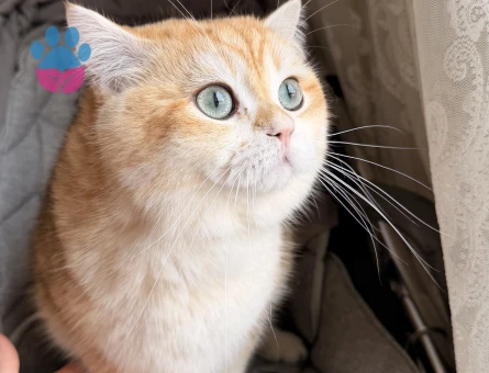 Oğlumuz British golden shorthair  ny12 Eş Arıyor