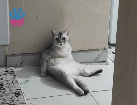 Britsh Shorthair Kızımıza eş arıyoruz
