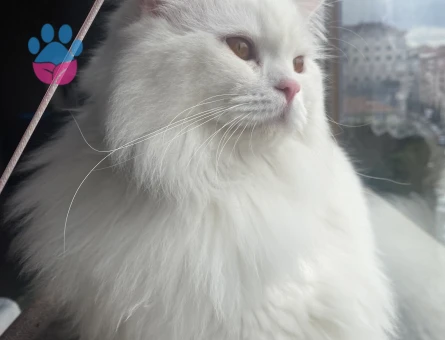 British Longhair oğlumuza eş arıyoruz