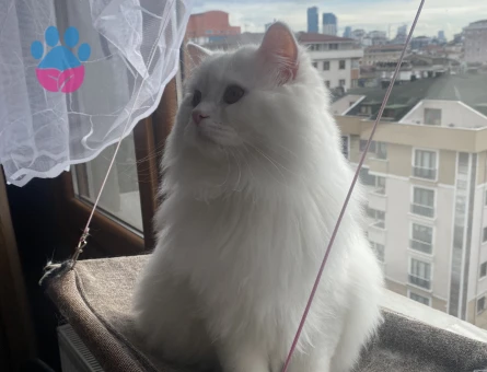 British Longhair oğlumuza eş arıyoruz