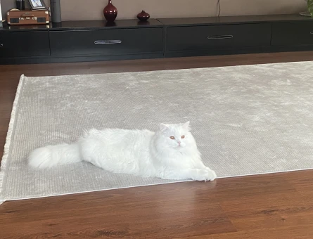 British Longhair oğlumuza eş arıyoruz - 118968686