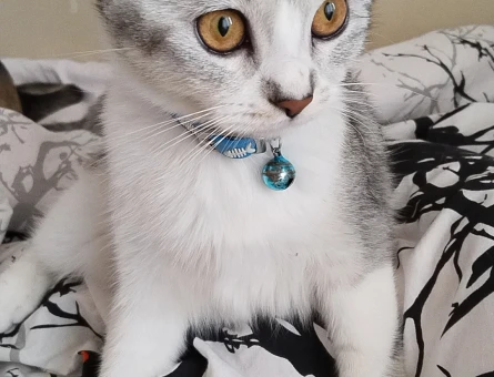 British shorthair kızıma damat arıyorum - 118968689