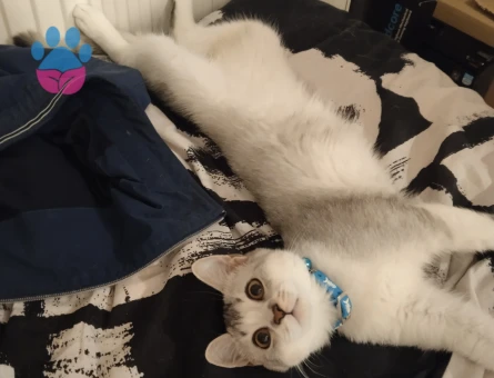 British shorthair kızıma damat arıyorum