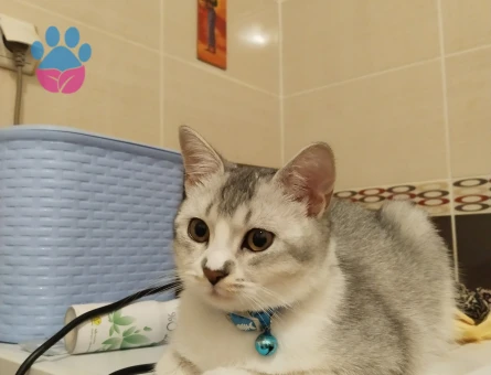 British shorthair kızıma damat arıyorum