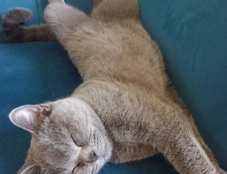 British shorthair dişi kedime eş arıyorum - 118968694