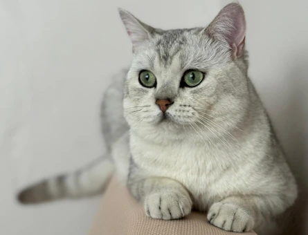 British Shorthair 1 Yaşında Oğluma Eş Arıyorum - 118968696