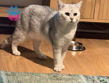 British Shorthair 1 Yaşında Oğluma Eş Arıyorum