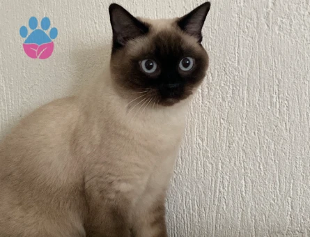 British Shorthair 1 Yaşında Kedim Eş Arıyor