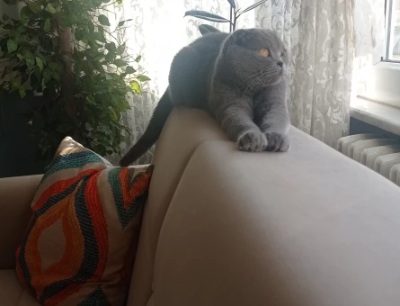Scottish Fold Dişi Kedim Eş Arıyor - 118968708