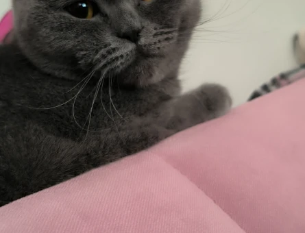 Scottish fold Dişi Kedim Eş Arıyor 2 Yaşında - 118968712