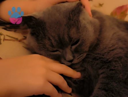 Scottish fold Dişi Kedim Eş Arıyor 2 Yaşında