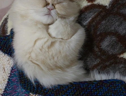 İran persian cinsi güzel kızım - 118968734