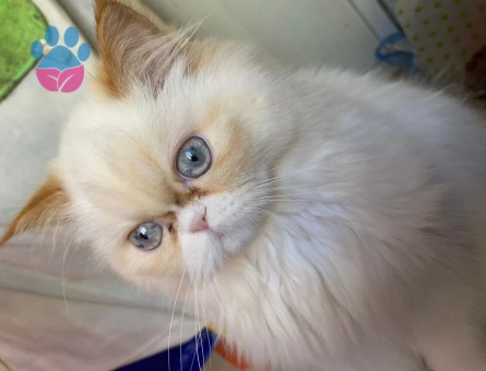 İran persian cinsi güzel kızım