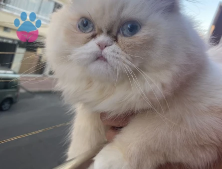 İran persian cinsi güzel kızım