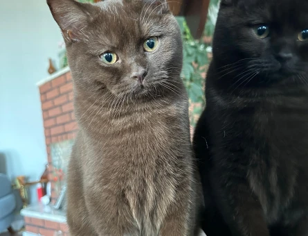 British Shorthair Erkek Kedime Eş Arıyorum - 118968739