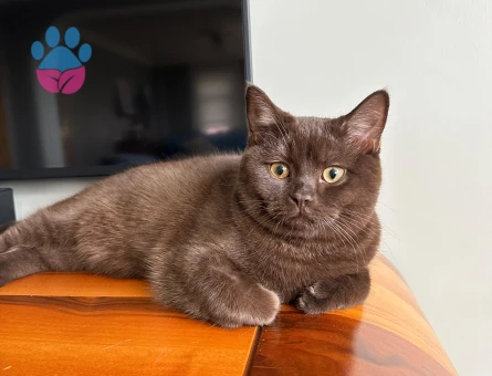 British Shorthair Erkek Kedime Eş Arıyorum
