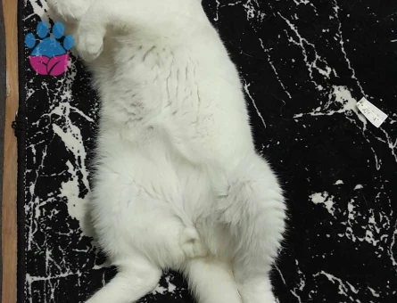 Scottish fold erkek Kedime dişi  Eş Arıyorum