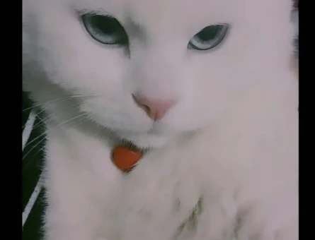 Scottish fold erkek Kedime dişi  Eş Arıyorum - 118968738