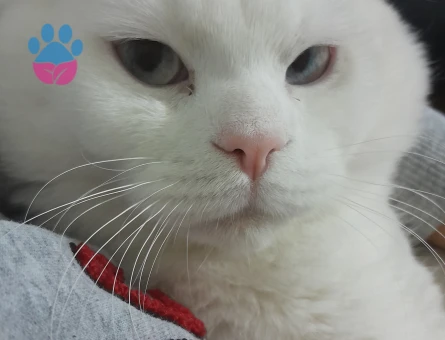 Scottish fold erkek Kedime dişi  Eş Arıyorum