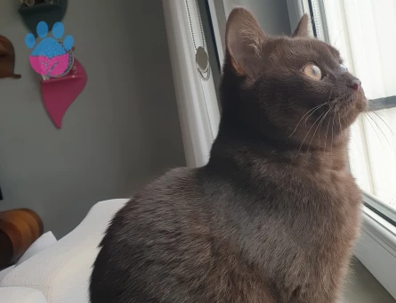 British Shorthair Erkek Kedime Eş Arıyorum