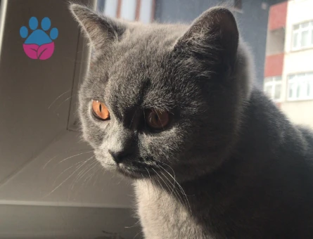 British kedime eş arıyorum