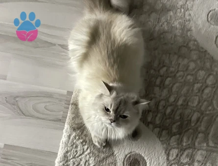 Kızıma Eş arıyorum