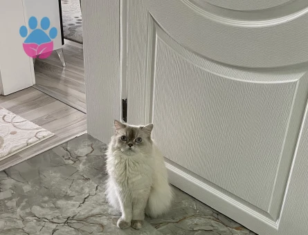 Kızıma Eş arıyorum