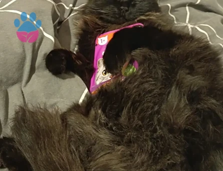 İran Kedisi Kızımıza Eş Arıyoruz 🩷