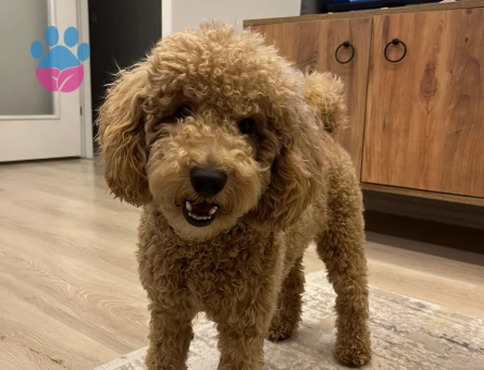 1,5 YAŞINDA 1 NUMARA TOY PODDLEMİZ İÇİN EŞ ARIYORUZ