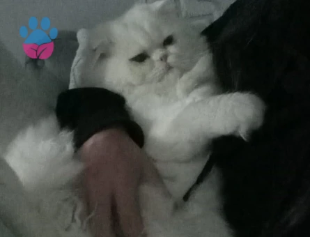 Oğlumuza eş arıyoruz