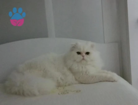 Oğlumuza eş arıyoruz